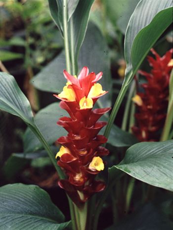 Curcuma Garnet